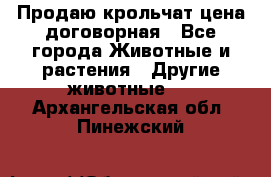 Продаю крольчат цена договорная - Все города Животные и растения » Другие животные   . Архангельская обл.,Пинежский 